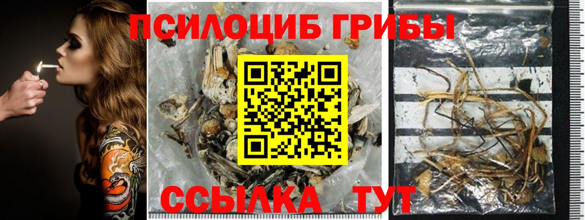 Галлюциногенные грибы Psilocybine cubensis Апшеронск